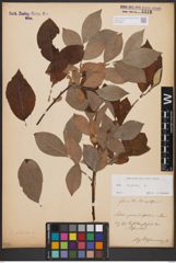 Foto von Salix caprea L.